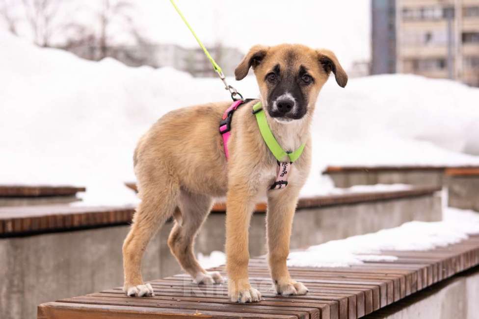 Собаки в Москве: Маленькое счастье - щенок Тишка ищет дом! Девочка, Бесплатно - фото 10