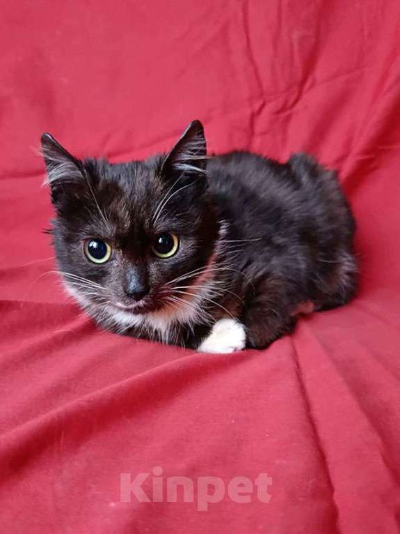 Кошки в Санкт-Петербурге: Два маленьких котенка мальчик и девочка ищут дом  Мальчик, 10 руб. - фото 4