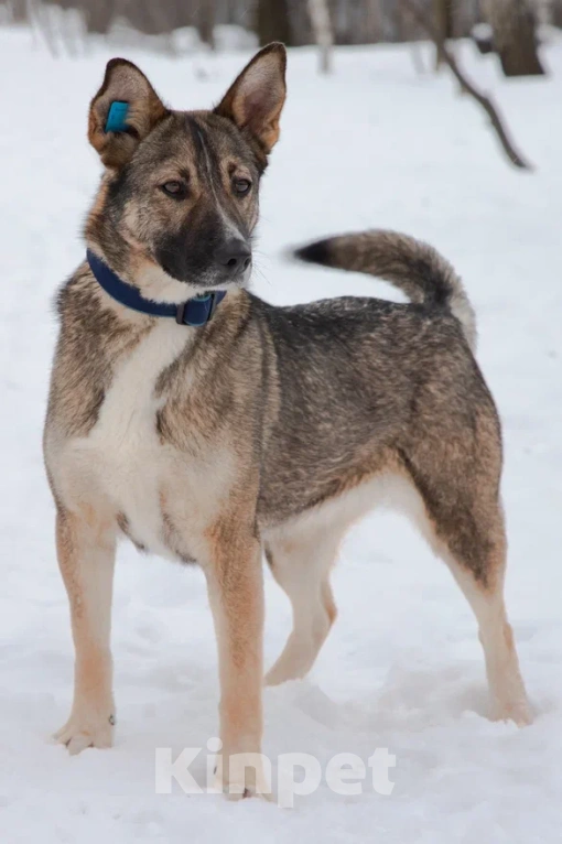 Собаки в Москве: Девочка Винни, не Пух, скучает в приюте, 2 года. Девочка, 1 руб. - фото 3