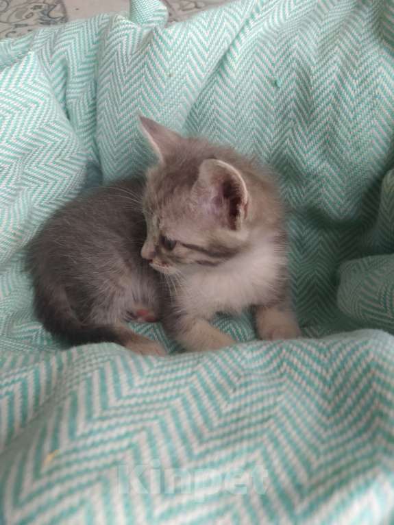 Кошки в Аксае: Серая кошечка Девочка, 1 руб. - фото 3