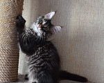 Кошки в Барнауле: котенок-подросток Умберто Анже-де Санте Мальчик, 20 000 руб. - фото 2