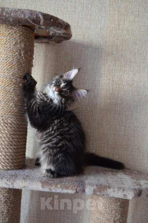 Кошки в Барнауле: котенок-подросток Умберто Анже-де Санте Мальчик, 20 000 руб. - фото 2