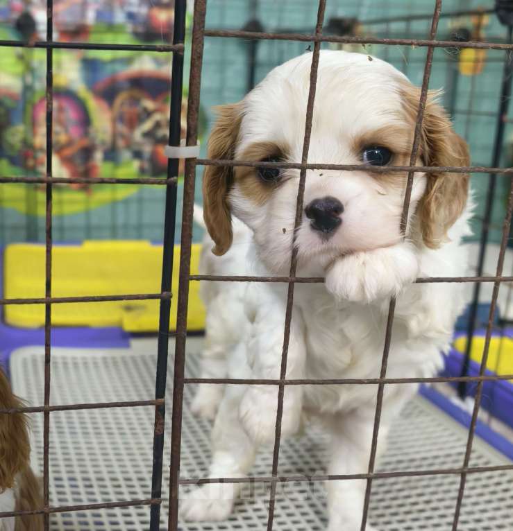 Собаки в Москве: Кавалер Кинг Чарльз спаниель девочки Девочка, 120 000 руб. - фото 2