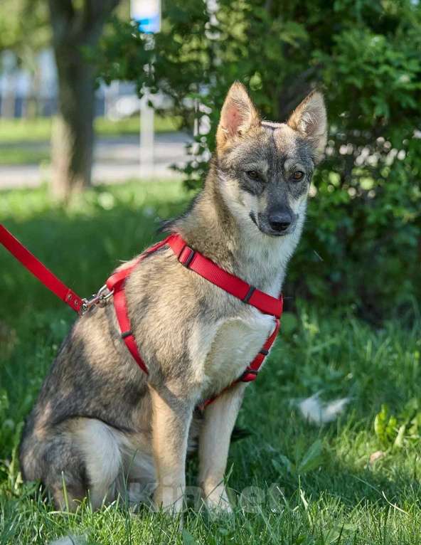 Собаки в Москве: Леди — собака, с которой легко и спокойно. Девочка, Бесплатно - фото 6