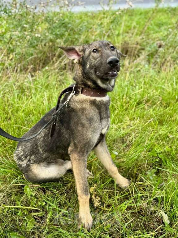 Собаки в Санкт-Петербурге: Молодой добрый и веселый пёс ищет дом Мальчик, Бесплатно - фото 3