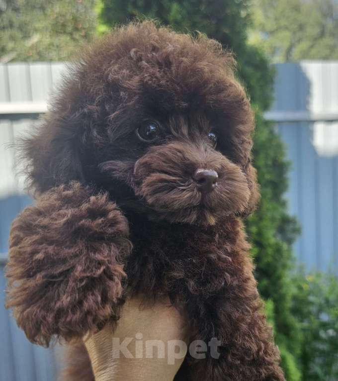 Собаки в Москве: Тина Девочка, 80 000 руб. - фото 3