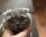Кошки в Балашихе: Моника ищут свое семью  Девочка, Бесплатно - фото 5