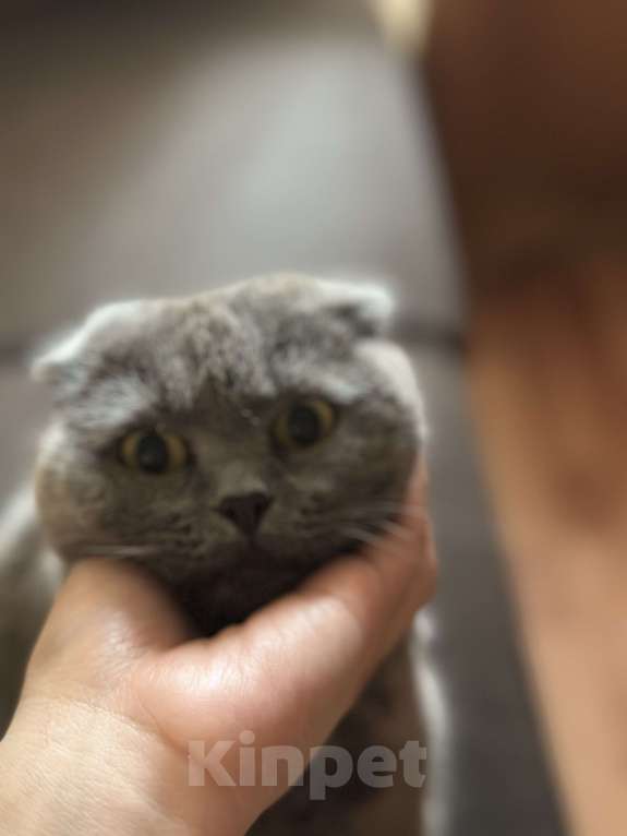 Кошки в Балашихе: Моника ищут свое семью  Девочка, Бесплатно - фото 5