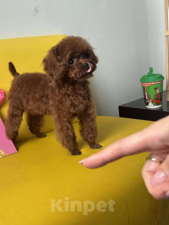 Собаки в Ейске: Тедди пудель девочка 7 месяцев , импорт Китай , невероятно красивая, густая шерсть  Девочка, 370 000 руб. - фото 6