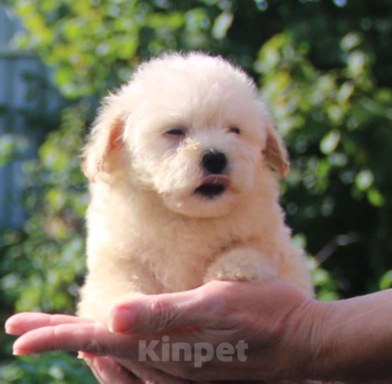 Собаки в Москве: мальтипу Ф1 щенки мини и микро Мальчик, 100 000 руб. - фото 3