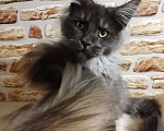 Кошки в Петрозаводске: Котята мейн-кун  Мальчик, Бесплатно - фото 1