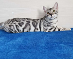 Кошки в Москве: Бенгальский серебряный мальчик Мальчик, 35 000 руб. - фото 1
