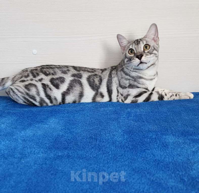 Кошки в Москве: Бенгальский серебряный мальчик Мальчик, 35 000 руб. - фото 1