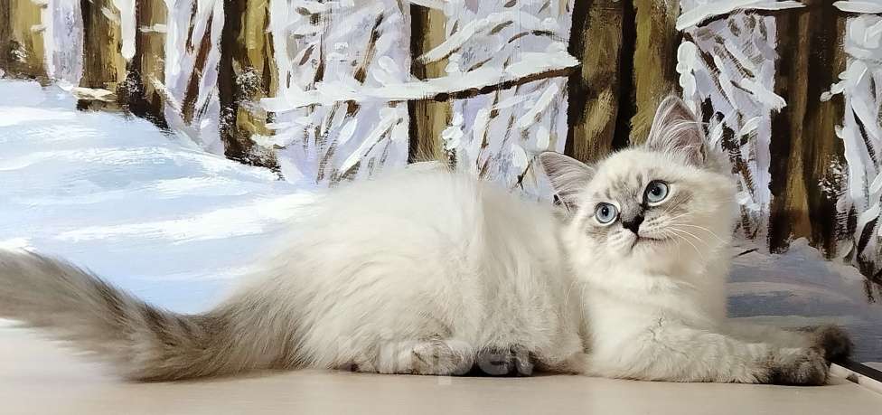 Кошки в Астрахани: Котята от чемпиона мира по системе wcf Мальчик, Бесплатно - фото 3