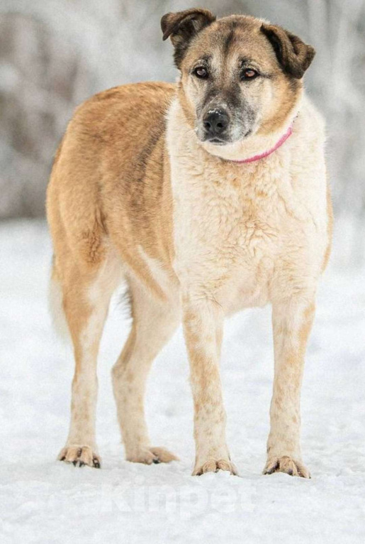 Собаки в других городах Московской области: Почти половину жизни в ожидании своей семьи Девочка, Бесплатно - фото 1