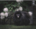 Собаки в Красноярске: Вязка чёрный шпиц, 10 000 руб. - фото 1