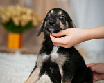 Собаки в Москве: Ищут дом 11 щенков — метисы той-терьера в дар, Бесплатно - фото 3