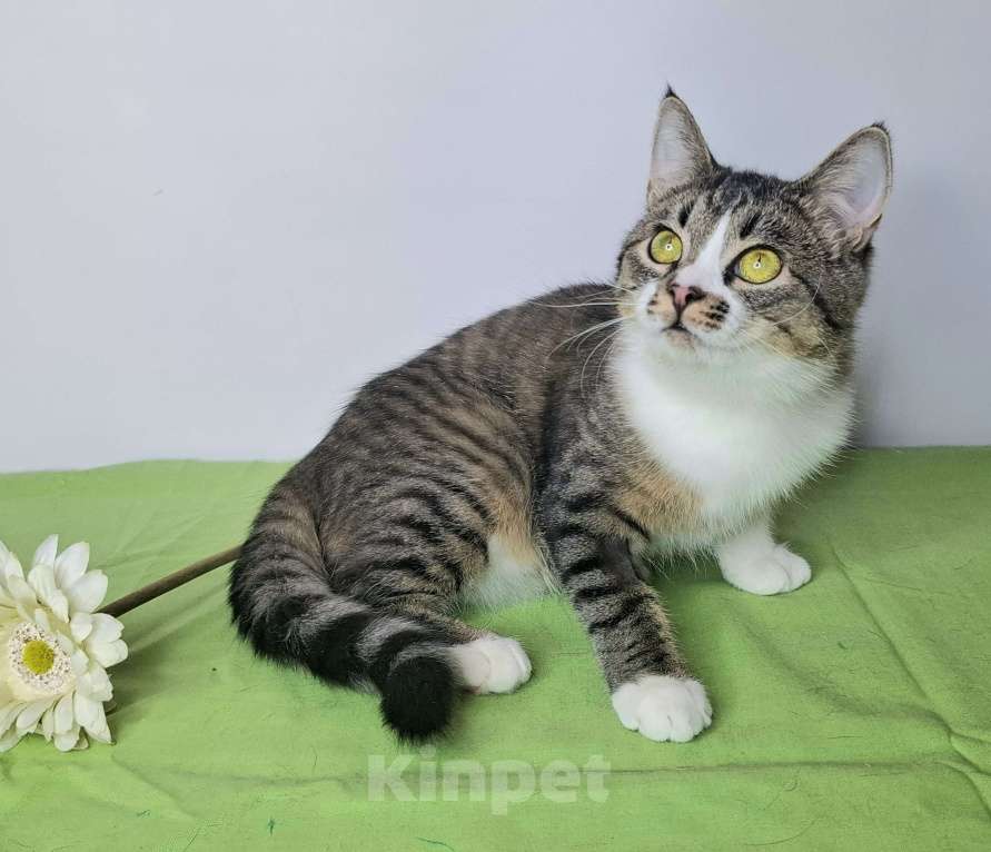 Кошки в Москве: Мимоза будет на выставке-пристройстве в Москве Девочка, Бесплатно - фото 9