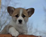 Собаки в Хотьково: Девчонка Вельш Корги Пемброка Девочка, 60 000 руб. - фото 2