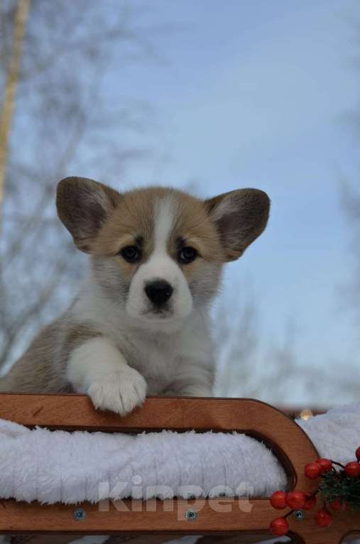 Собаки в Хотьково: Девчонка Вельш Корги Пемброка Девочка, 60 000 руб. - фото 2