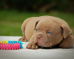 Собаки в Мытищах: Щенок американского булли  Мальчик, 130 000 руб. - фото 2