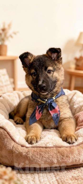 Собаки в Химках: Ваша семья ждёт Найку! Девочка, Бесплатно - фото 4