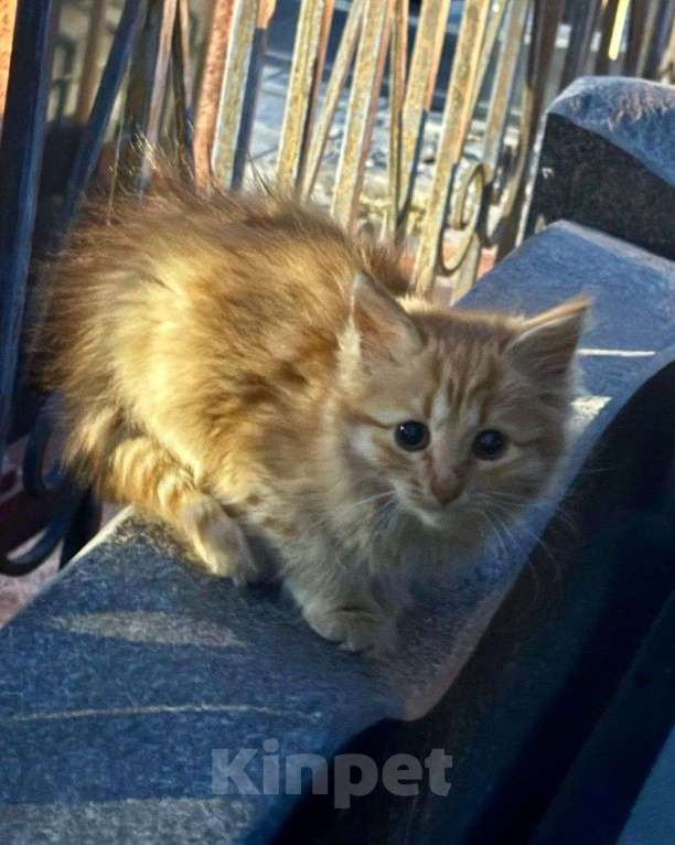 Кошки в Москве: Котят выкинули на улицу  Мальчик, Бесплатно - фото 2