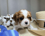 Собаки в Дивногорске: Кавалер Кинг чарльз спаниель Разнополые, 80 руб. - фото 4