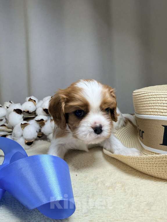 Собаки в Дивногорске: Кавалер Кинг чарльз спаниель Разнополые, 80 руб. - фото 4