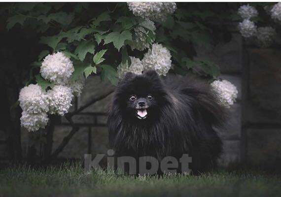 Собаки в Красноярске: Вязка чёрный шпиц, 10 000 руб. - фото 1