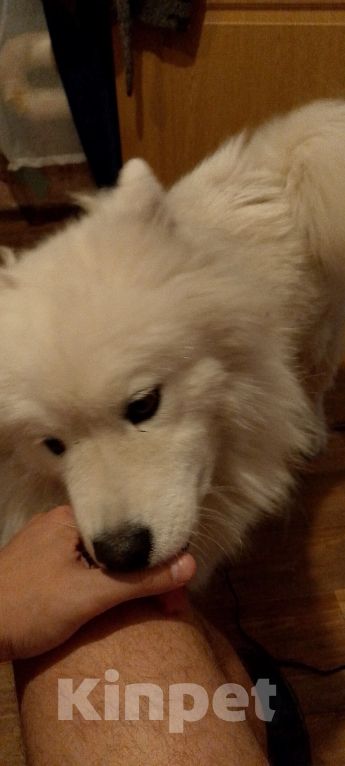 Собаки в Саратове: Пропала девочка самоед Девочка, 1 000 руб. - фото 4