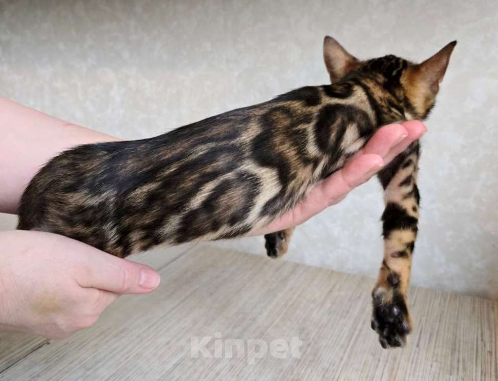 Кошки в Москве: Клубные бенгальские котята Мальчик, 60 000 руб. - фото 1