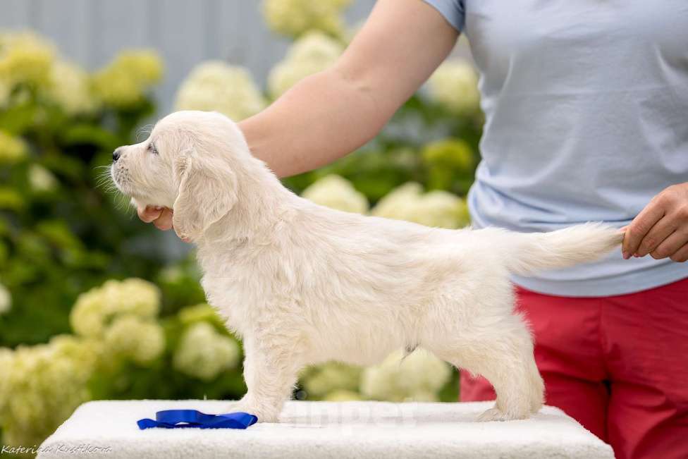Собаки в Москве: Щенки золотистого(голден) ретривера Мальчик, 95 000 руб. - фото 6