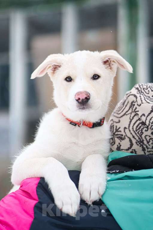 Собаки в Красногорске: Красивый щенок Баунти 3,5 месяца ждет родителей Девочка, Бесплатно - фото 6