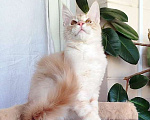 Кошки в Барнауле: Котята мейн-кун Мальчик, Бесплатно - фото 1