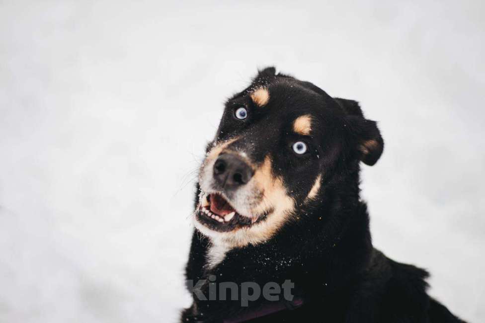 Собаки в Москве: Дэйви ищет дом Мальчик, Бесплатно - фото 3