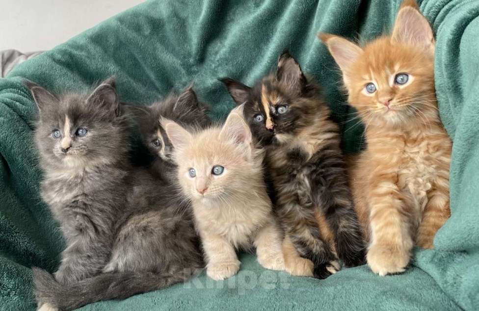 Кошки в Одинцово: Котята мейн кун Мальчик, 15 000 руб. - фото 4