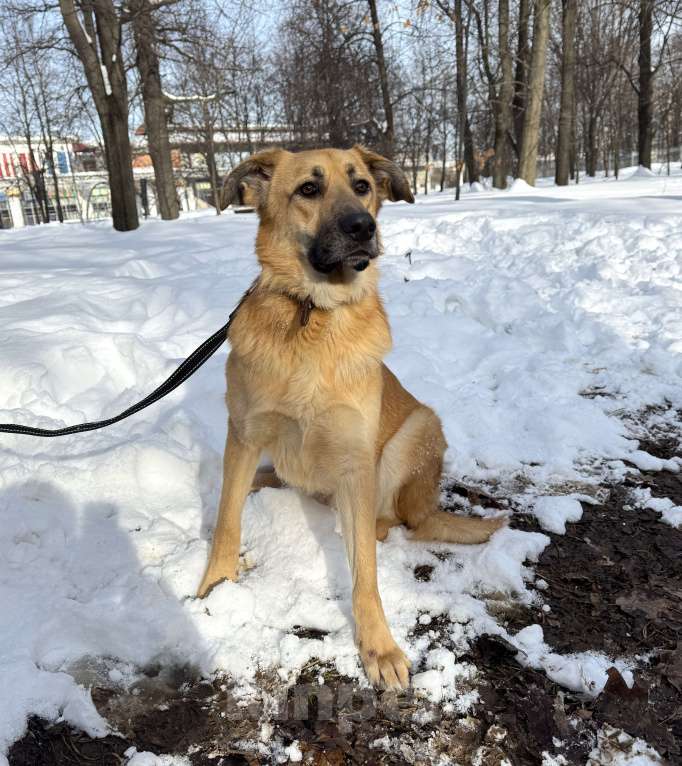 Собаки в Москве: Собака бесплатно в Москве Мальчик, Бесплатно - фото 10