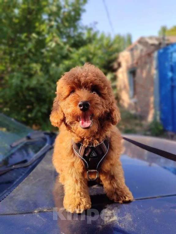 Собаки в Таганроге: Продам щенка той пуделя .Ред Браун. Мальчик, 40 000 руб. - фото 3