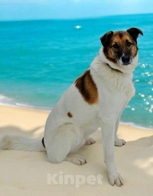 Собаки в Москве: Амур остался без дома, без семьи Мальчик, Бесплатно - фото 7