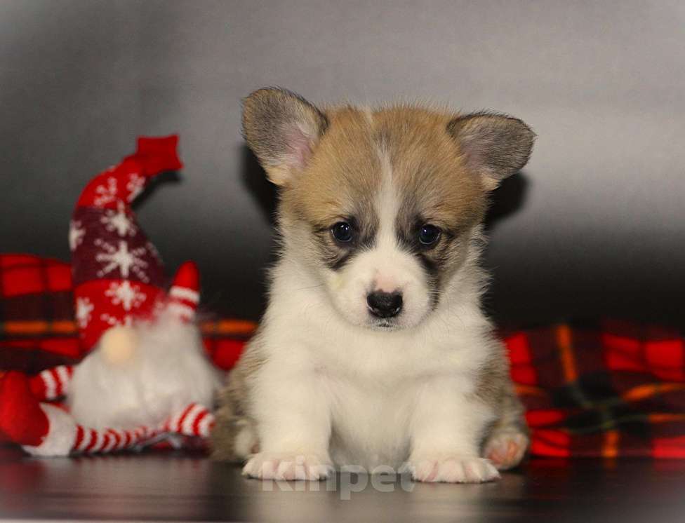 Собаки в Москве: Щенки вельш корги пемброк Девочка, 70 000 руб. - фото 2