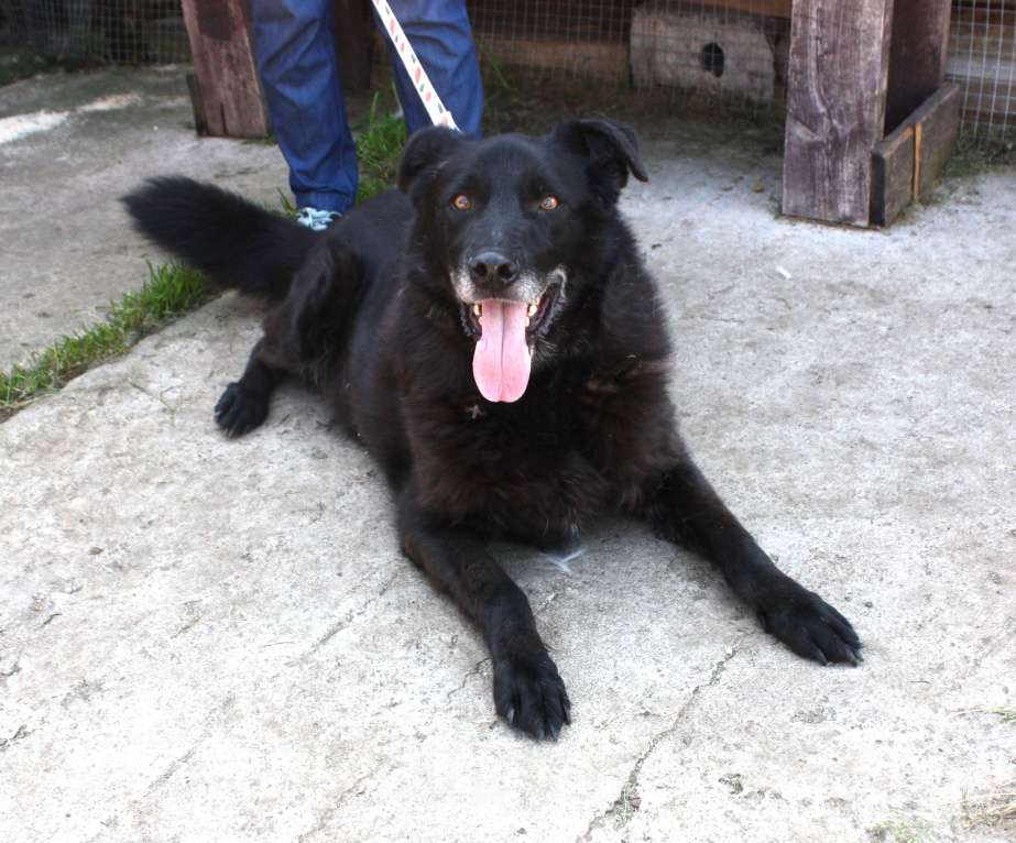 Собаки в Москве: Верный Черныш всю жизнь не перестает ждать свою семью! Мальчик, Бесплатно - фото 10