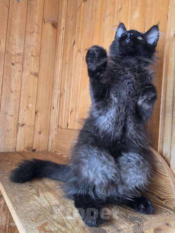 Кошки в Москве: Котенок Мальчик, 1 руб. - фото 5