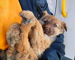 Собаки в Мариинске: Отдам послушную собачку в добрые руки  Девочка, 1 руб. - фото 1