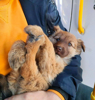 Объявление: Отдам послушную собачку в добрые руки , 1 руб., Мариинск