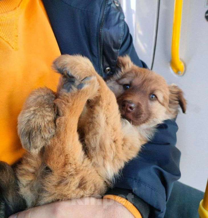 Собаки в Мариинске: Отдам послушную собачку в добрые руки  Девочка, 1 руб. - фото 1