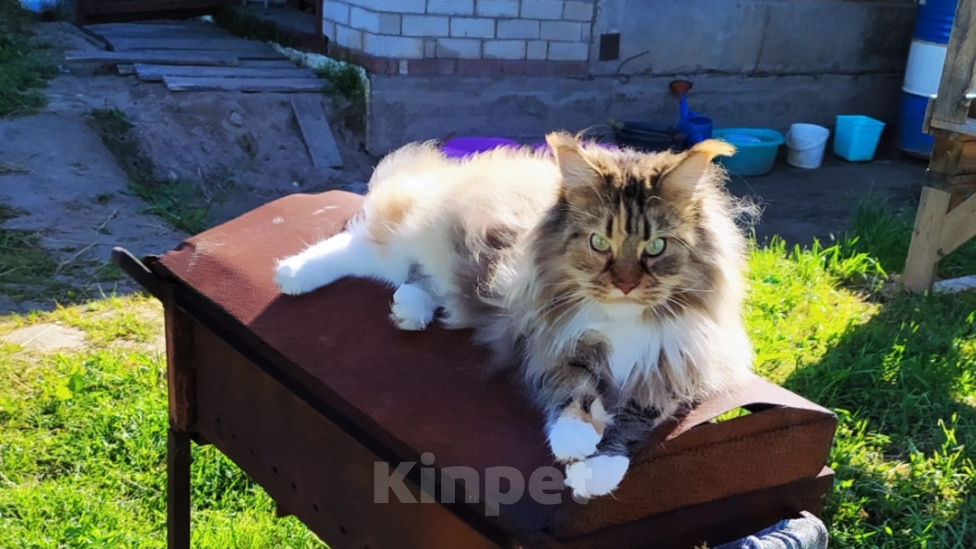 Кошки в Череповце: Котёнок Мейн-кун метис Мальчик, 10 000 руб. - фото 5