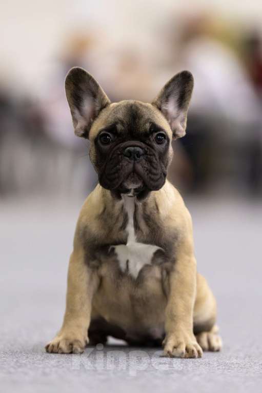 Собаки в Санкт-Петербурге: Породная, красивая сука Девочка, Бесплатно - фото 1