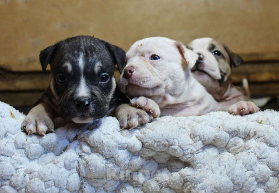 Собаки в Красноярске: Булли- Малыши Разнополые, 80 000 руб. - фото 8