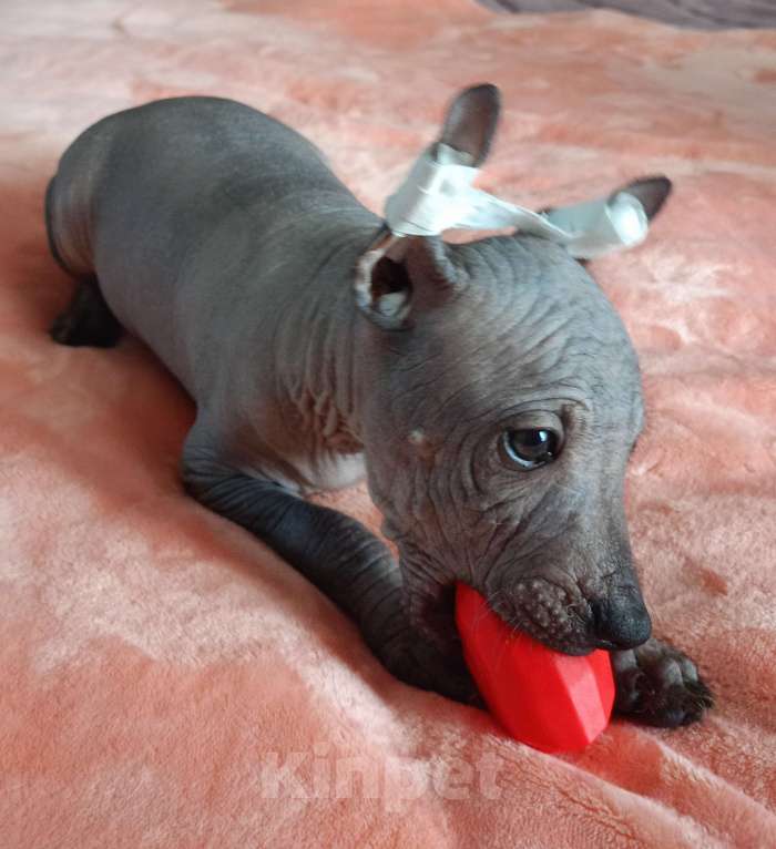 Собаки в Мытищах: Кобель  Ксолoитцкуинтли (мини) Мальчик, 30 000 руб. - фото 4